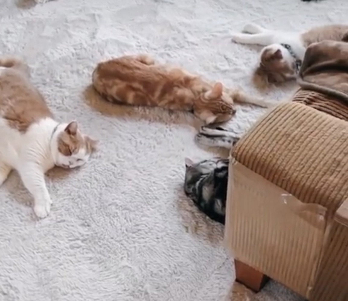 一緒に眠る猫たち