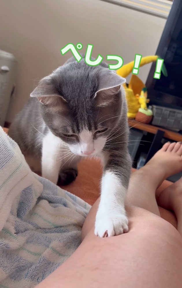 ホクロを捕まえる猫