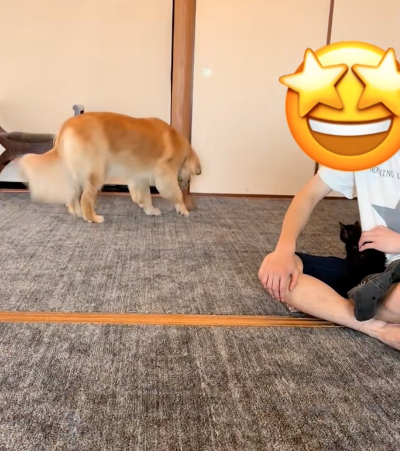 子猫をおろす犬