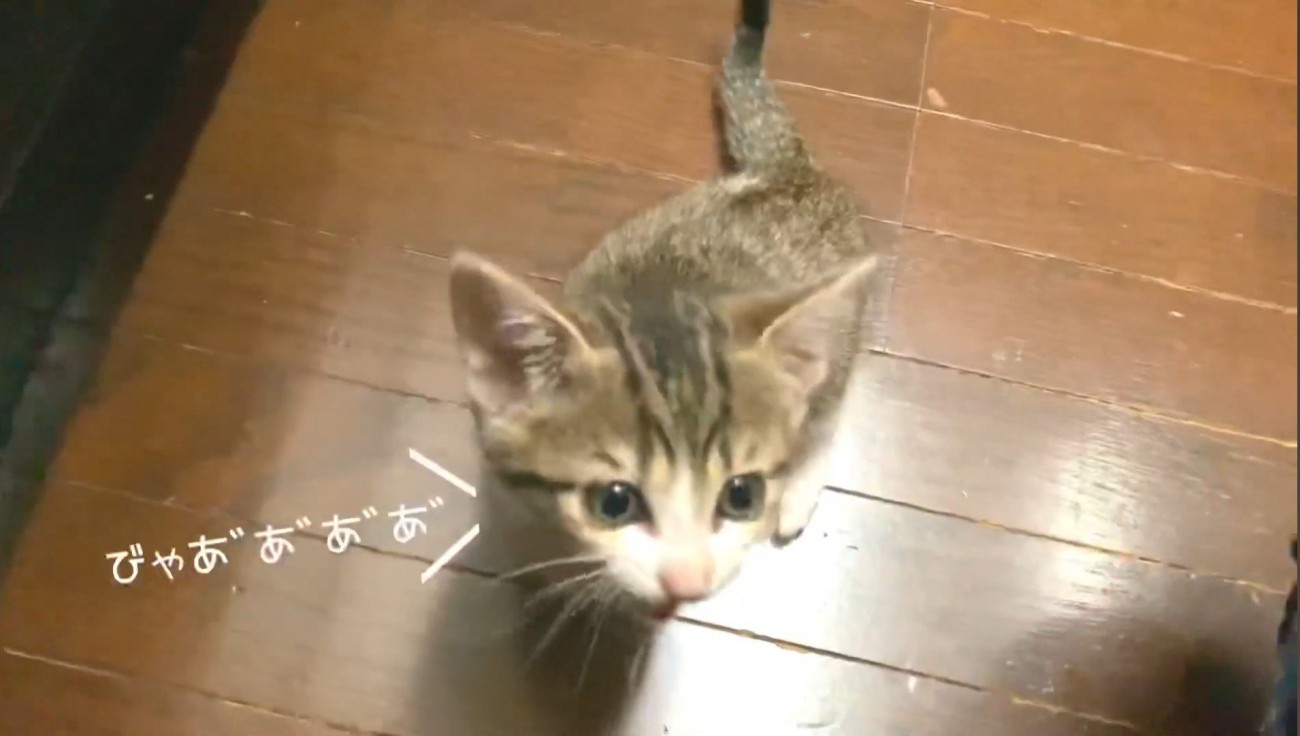 子猫がなくようす