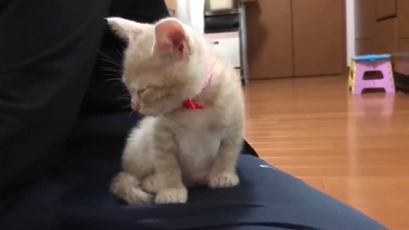 飼い主の膝の上に乗っている子猫