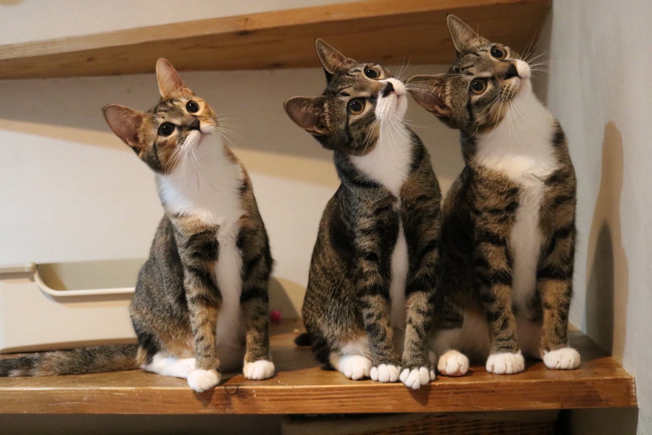 一点を見つめる3匹の猫