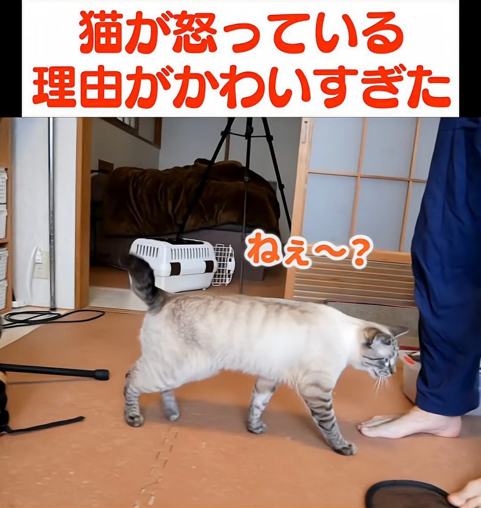 鳴きながら歩く猫