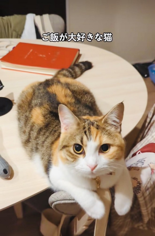 テーブルの上でくつろぐスコティッシュフォールド