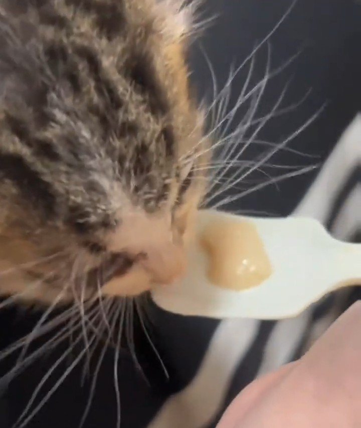 ごはんをもらう子猫