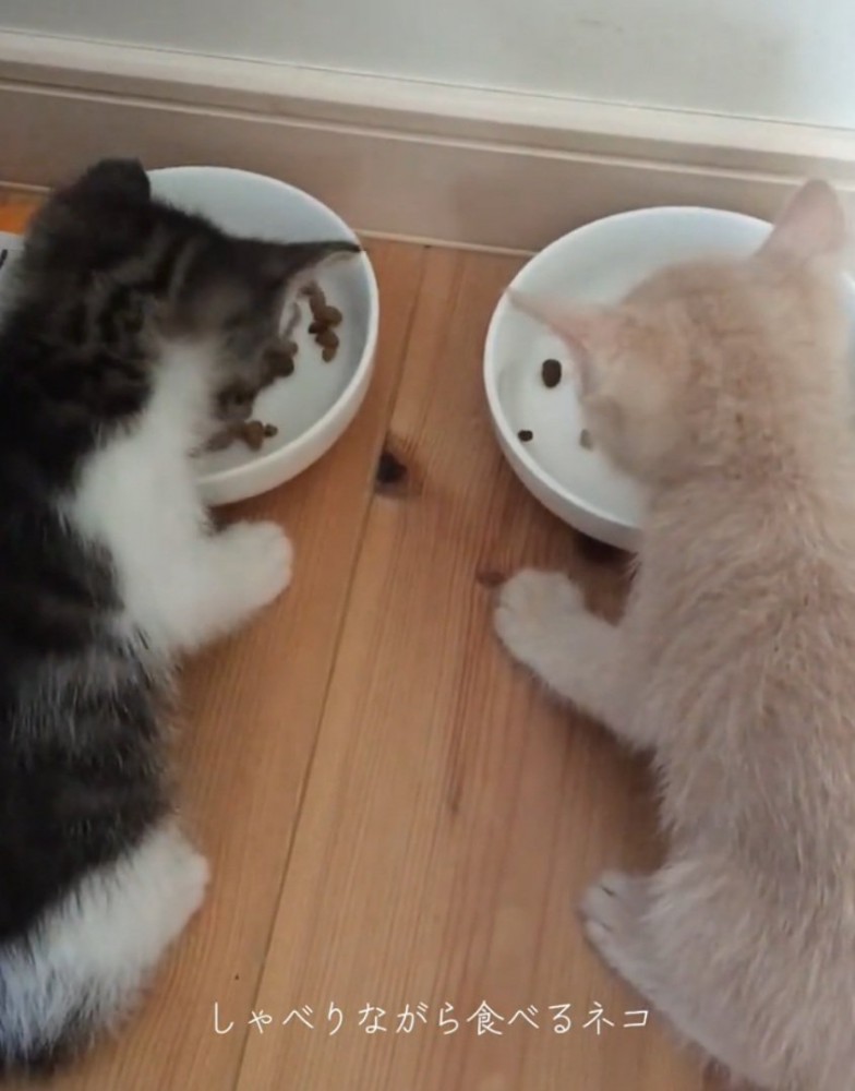 ご飯を食べ続ける2匹の猫