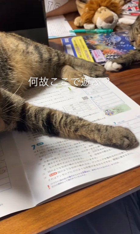 猫の手