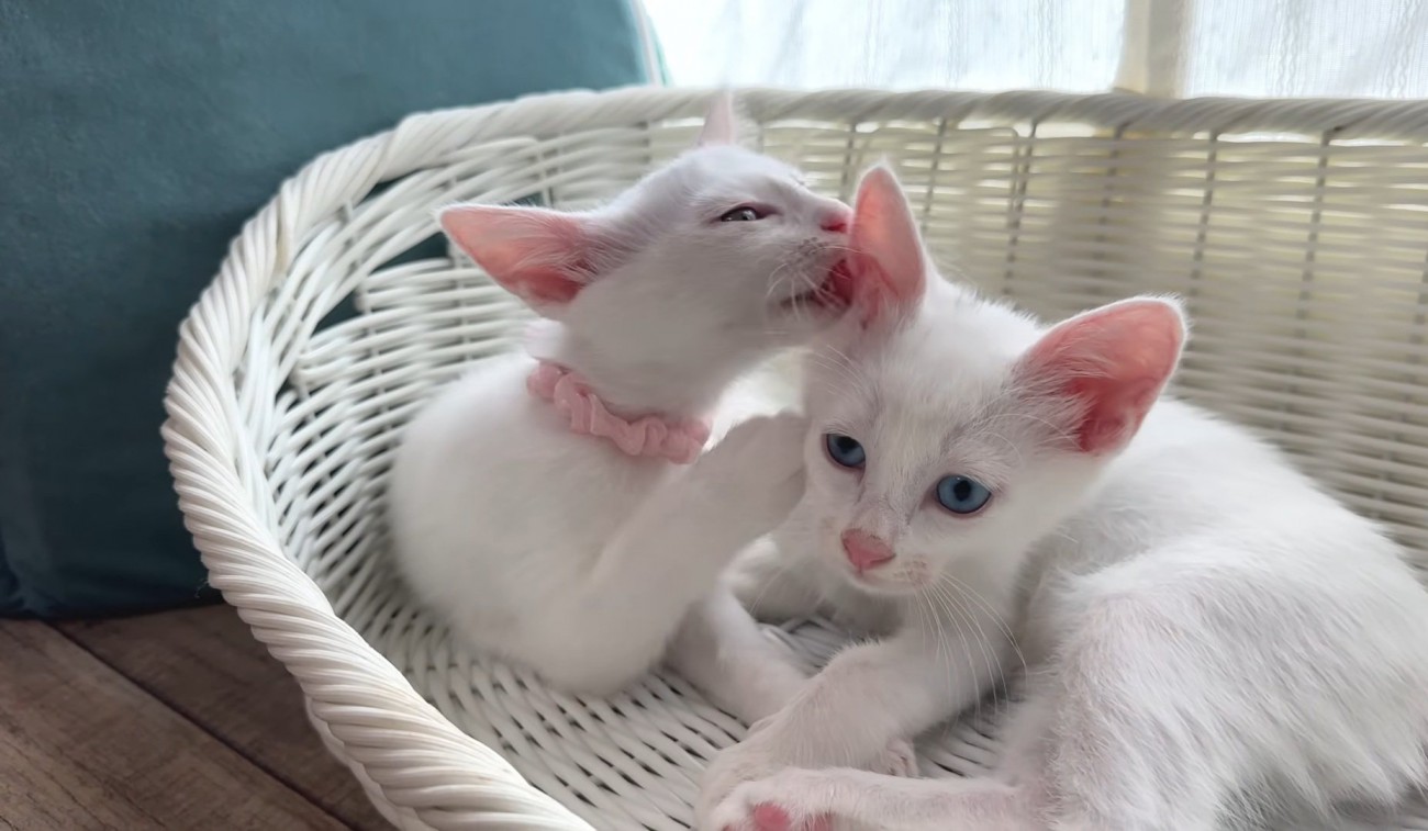 グルーミングする猫