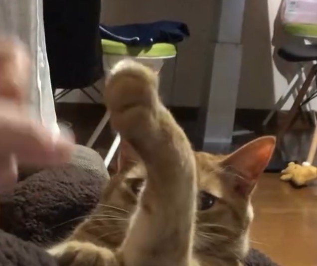 前足を上に上げる猫
