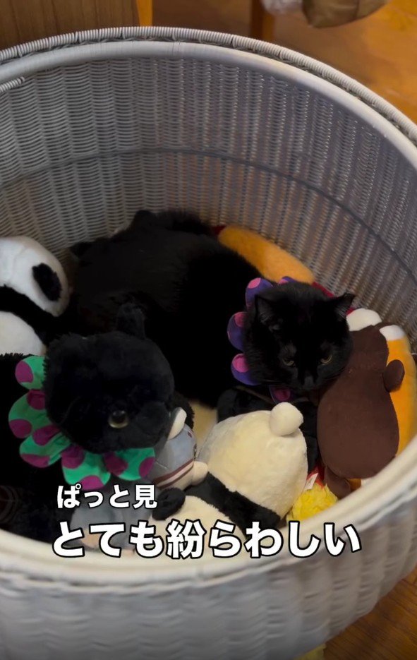 ぬいぐるみ入れに入った猫