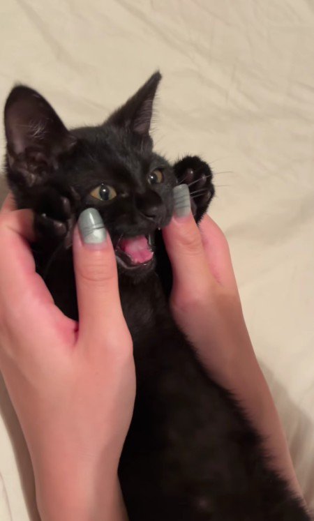 鳴いている子猫