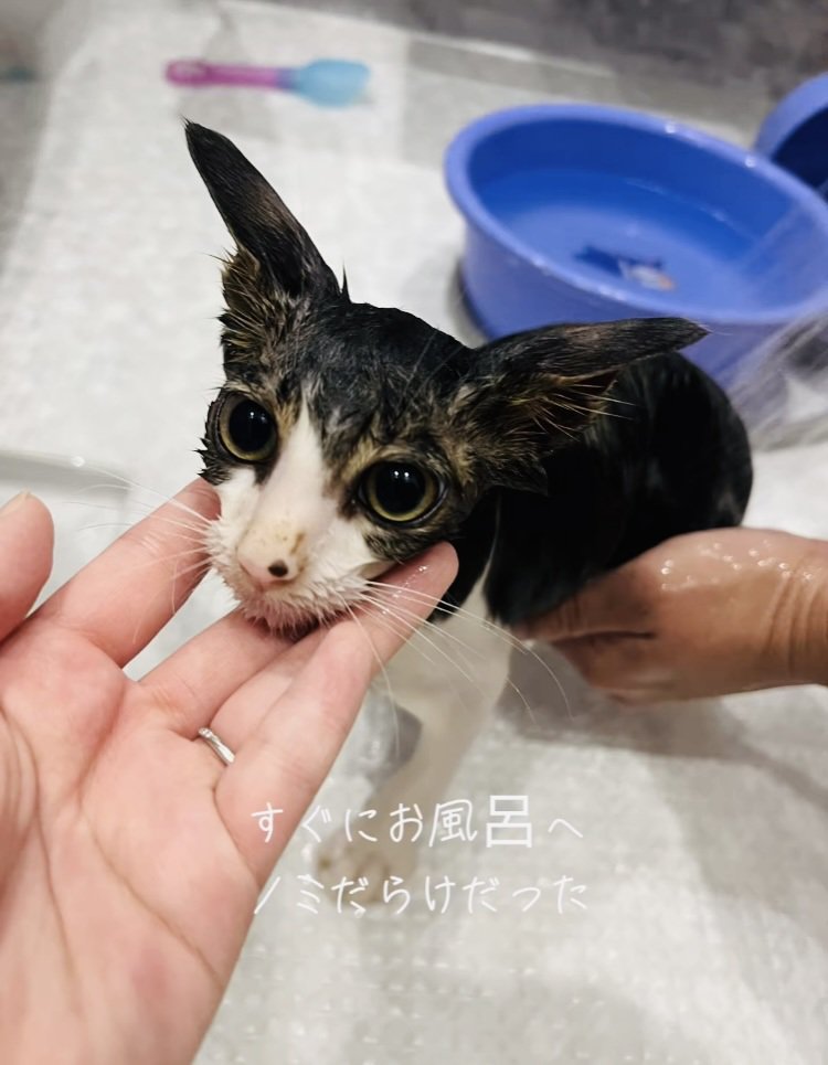 ママにシャンプーしてもらう子猫
