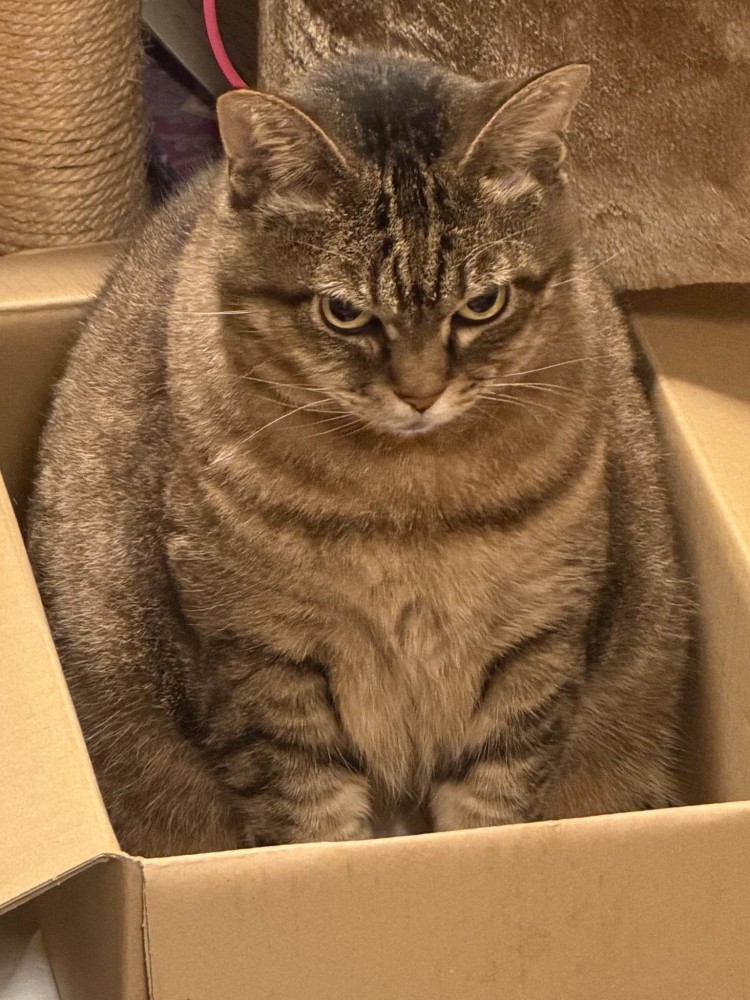 怒った表情で段ボール箱に入っている猫