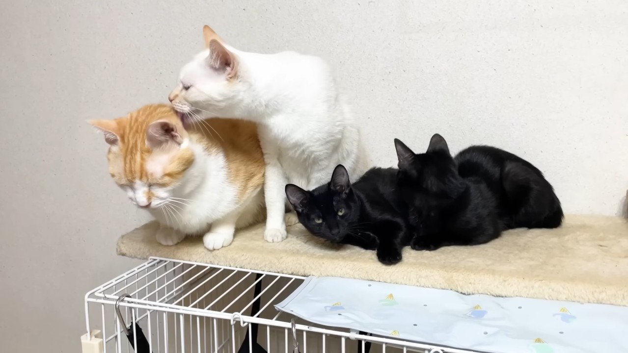 むぎくんを舐めて