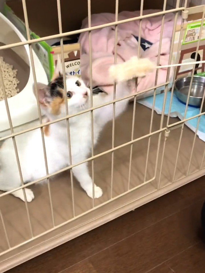 ケージの中にいる子猫