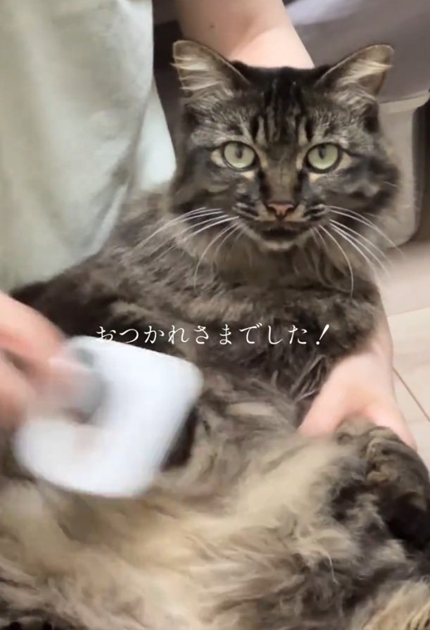 カメラ目線の猫