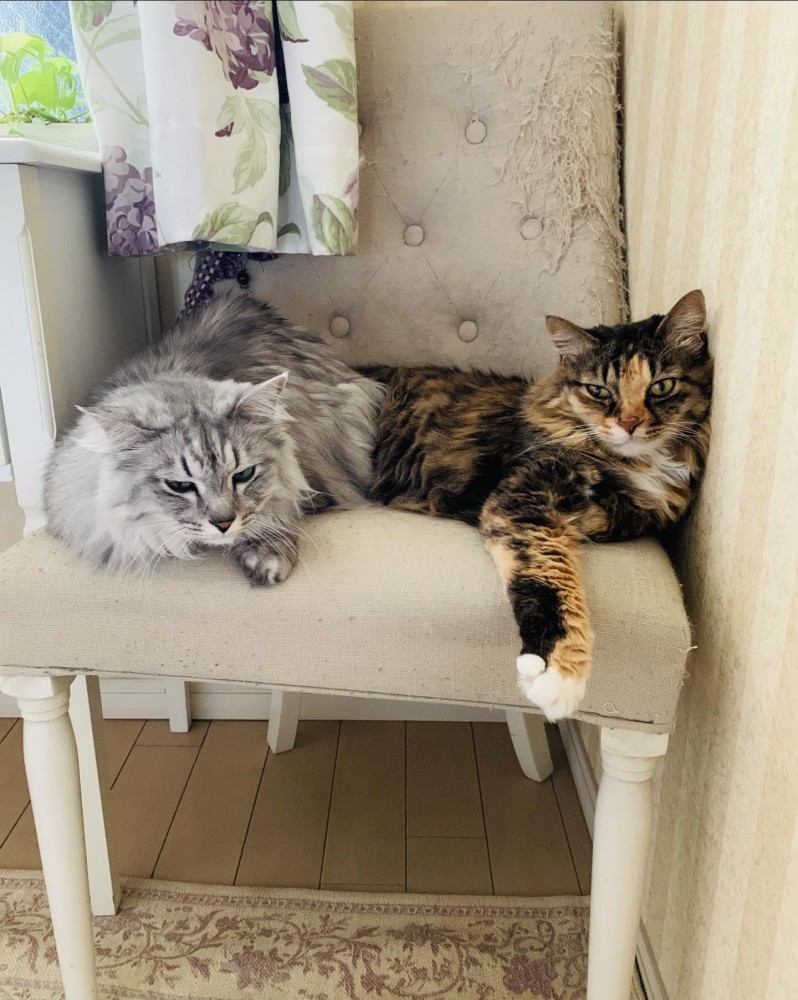 椅子の上の2匹の猫