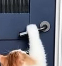 ドアノブに前足を乗せる猫