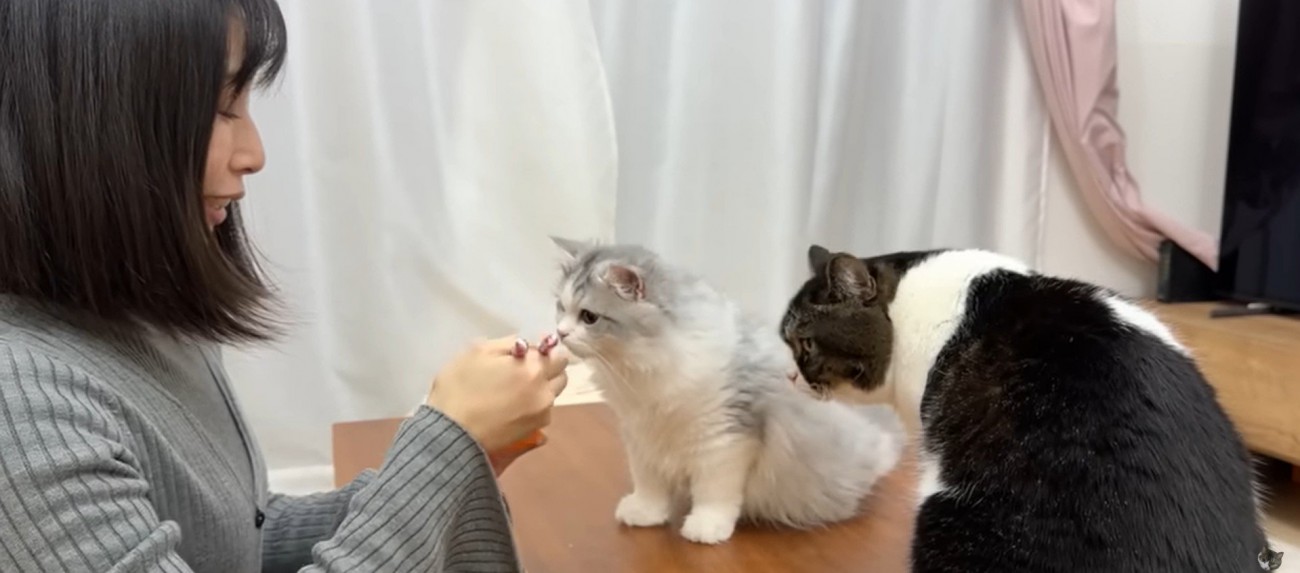 机の上にいる2匹の猫