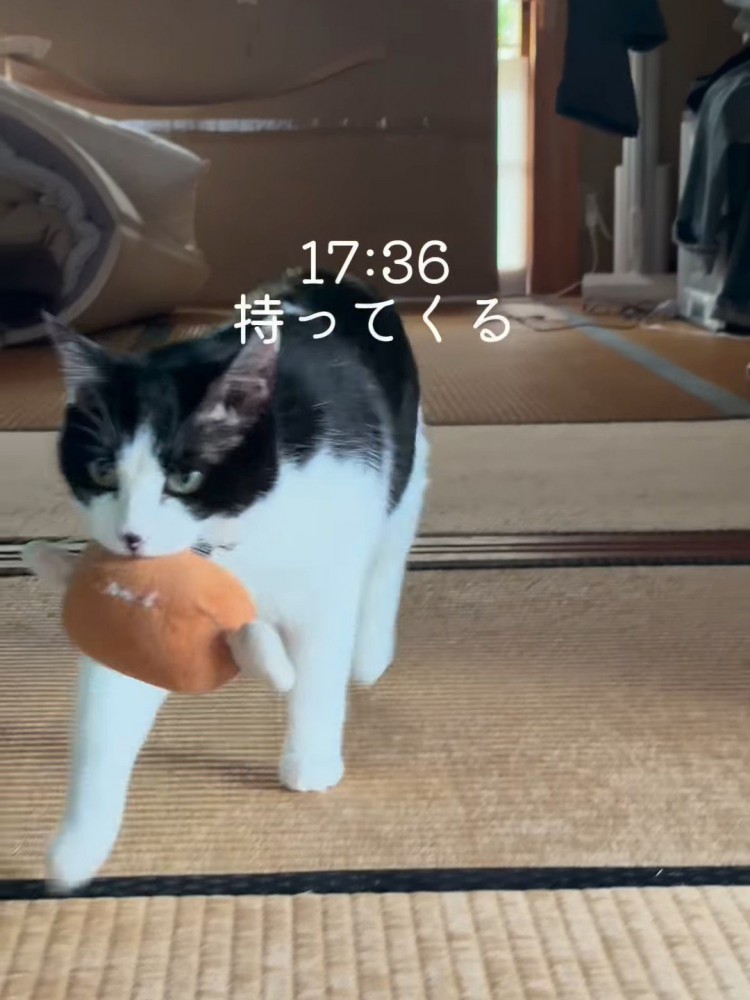 ぬいぐるみをくわえる猫