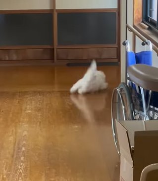 廊下を曲がろうとする猫
