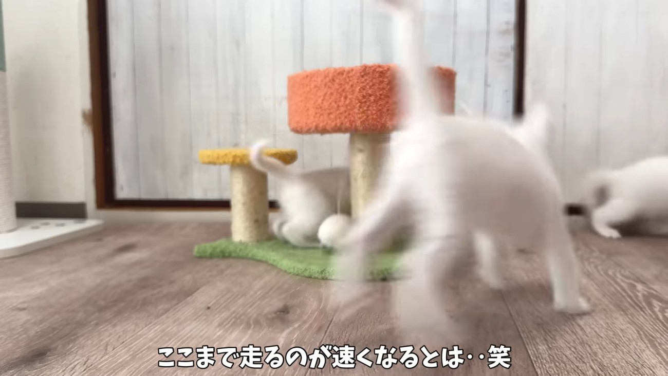 走る子猫たち