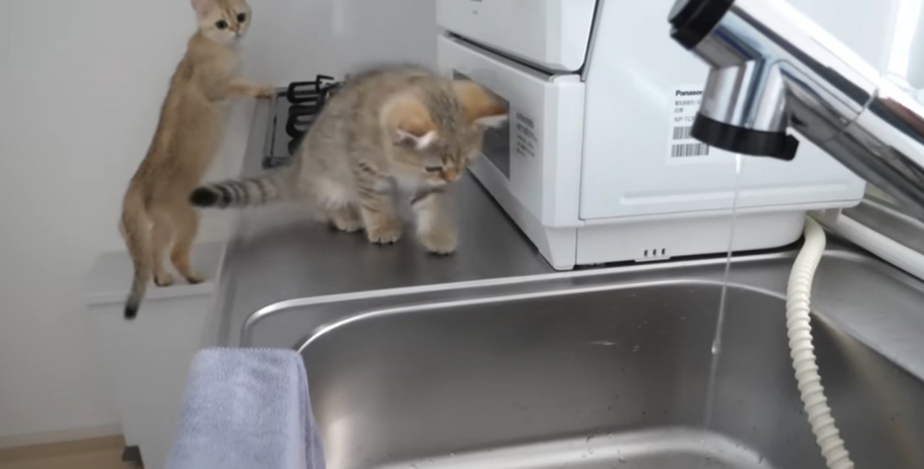 ねこちゃん登場