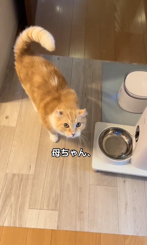 自動給餌器の前でカメラを見上げる猫