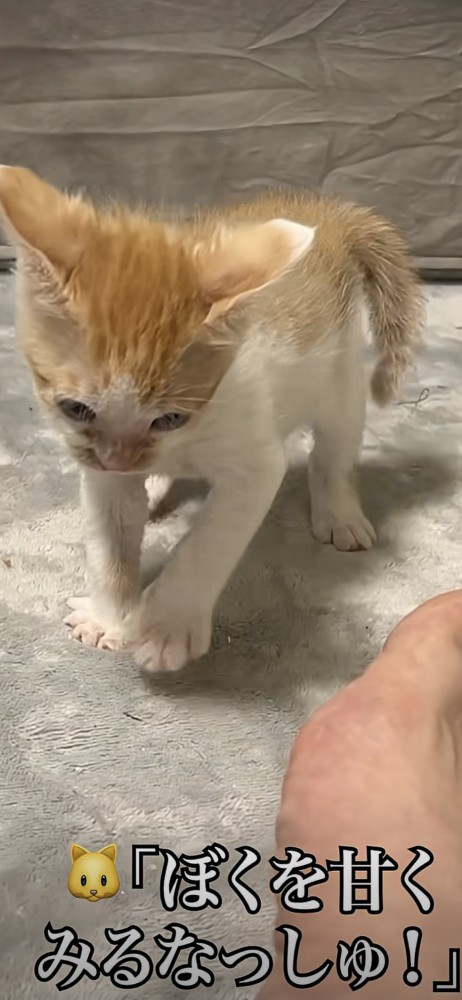 強そうにふるまう猫