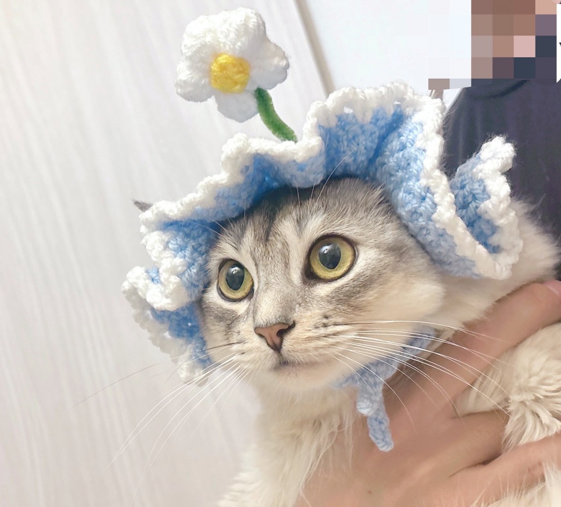 飼い主に抱っこされる、帽子を被った猫