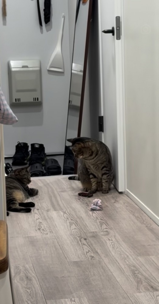 廊下でおもちゃを姉キジトラ猫に渡す弟キジトラ猫