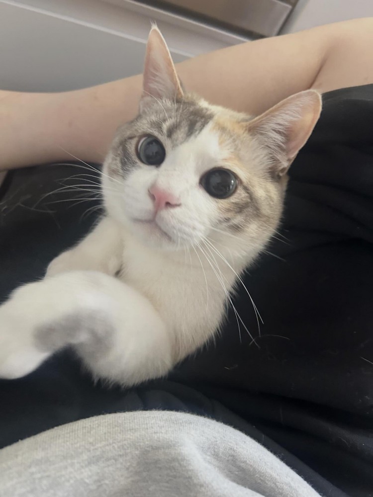 人にくっつく猫