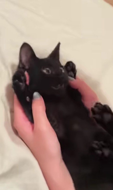 バンザイしている子猫