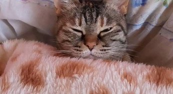 布団をかぶった猫のアップ