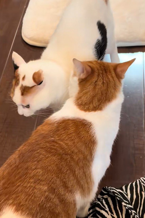 通り過ぎようとする猫