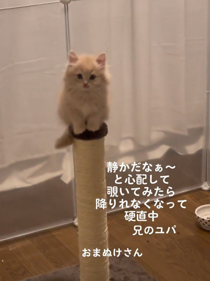 爪とぎポールに乗ってカメラ目線の子猫