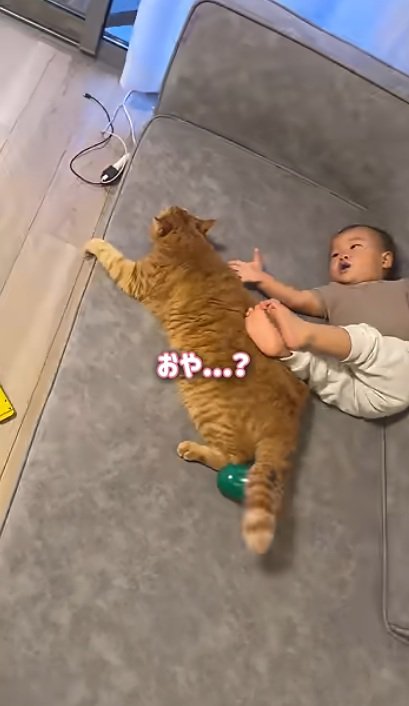 赤ちゃんと一緒に寝ている猫