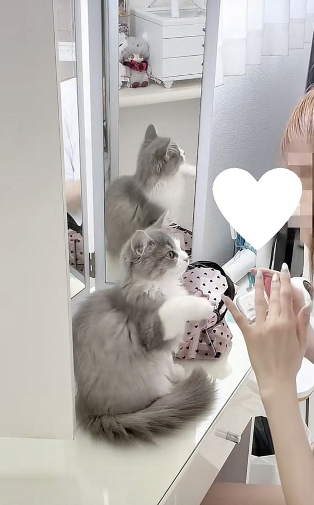 飼い主さんを見つめる猫の写真3