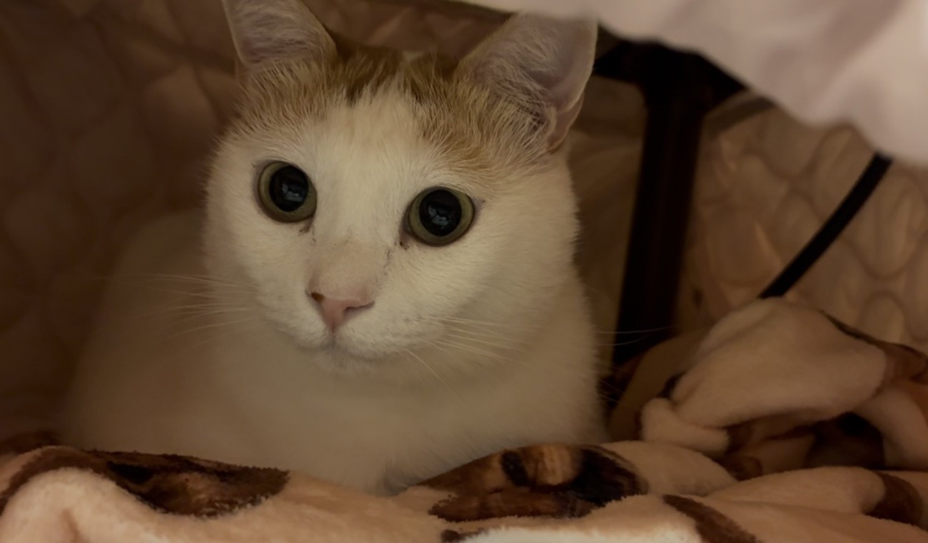 こたつの中にいる猫