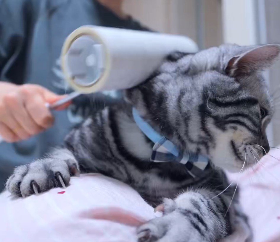 粘着シートを猫の体に転がす飼い主