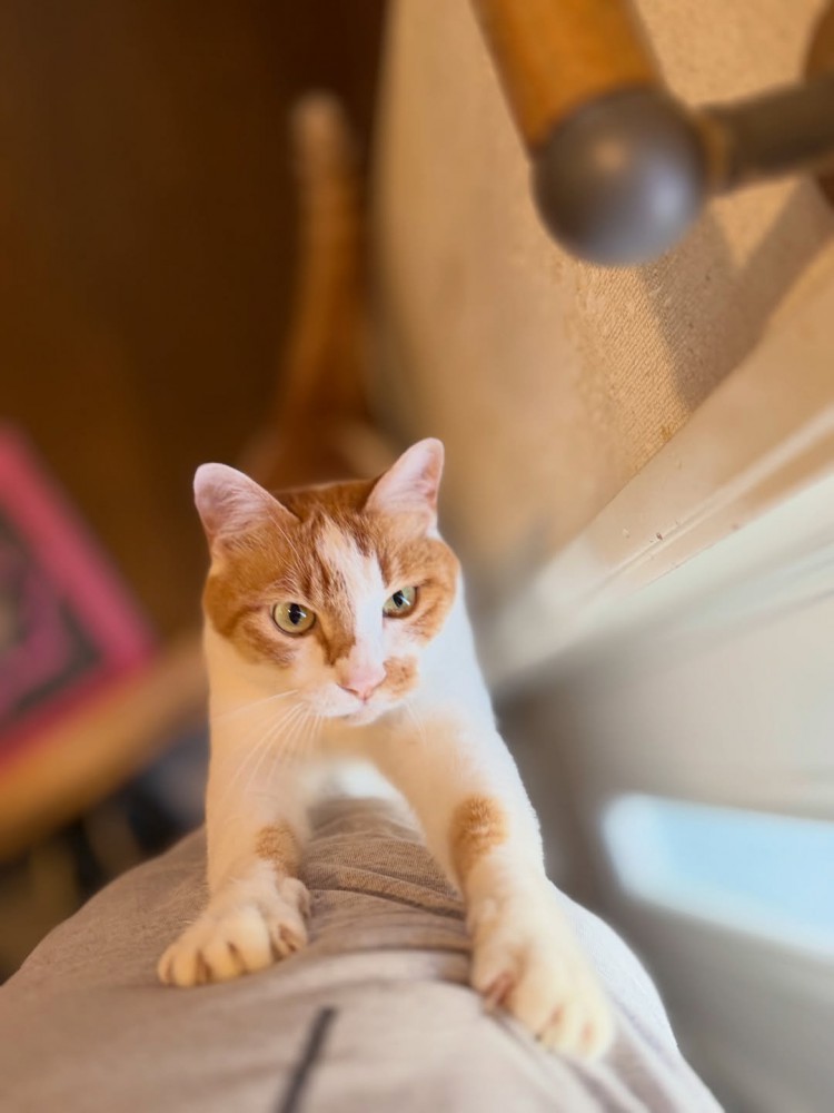 人の足に前足をかけて立つ猫