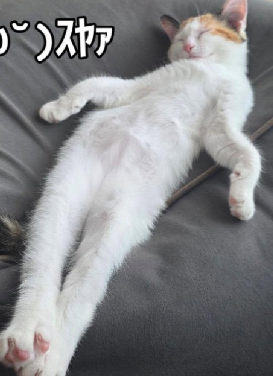 セクシーな寝姿の猫