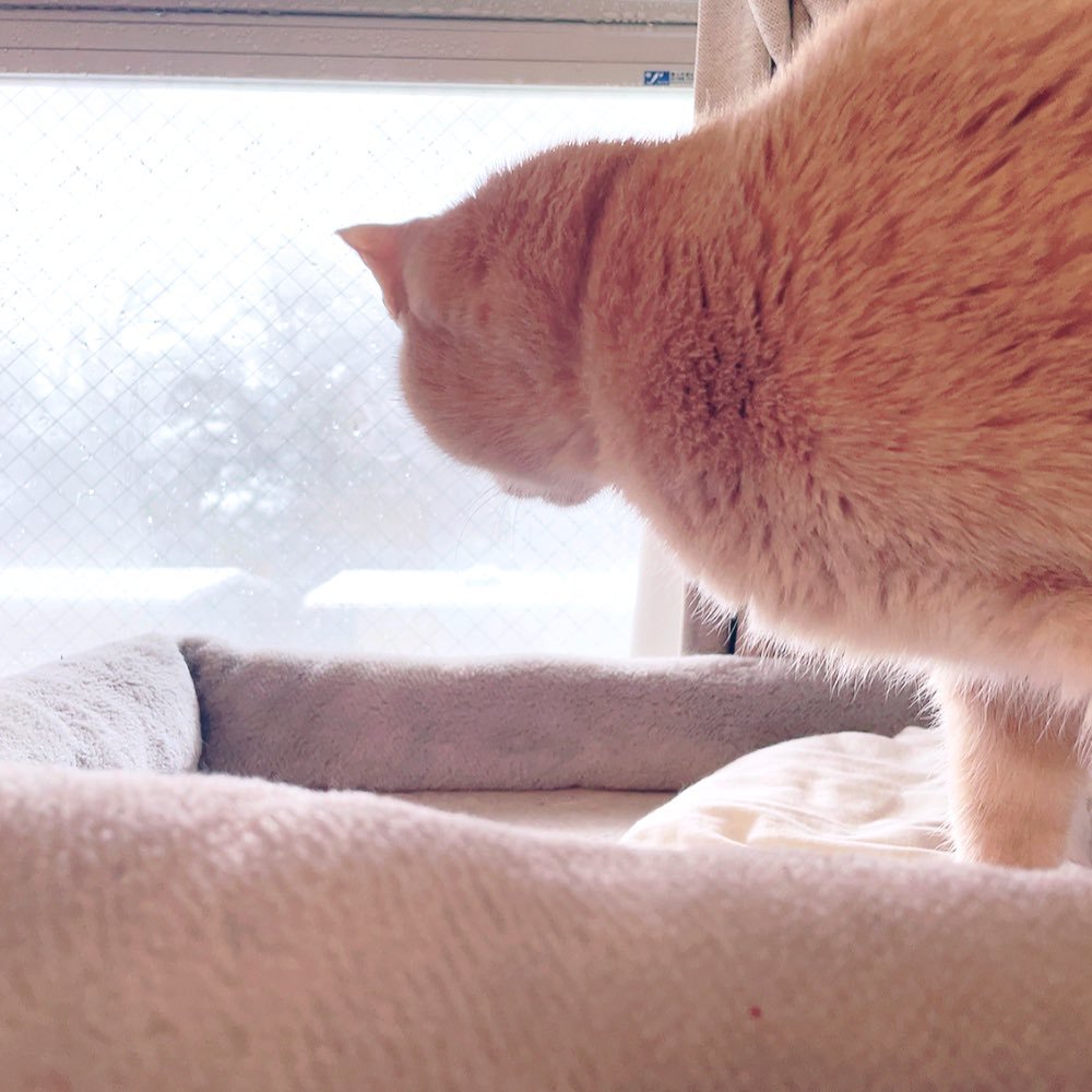 窓の外を見る猫の後ろ姿