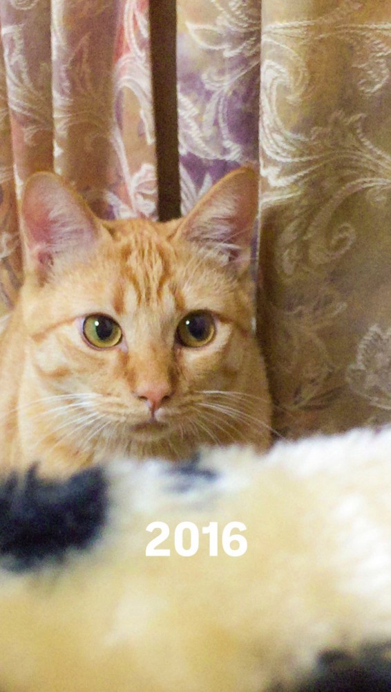 カーテンの陰から飼い主を見つめる猫