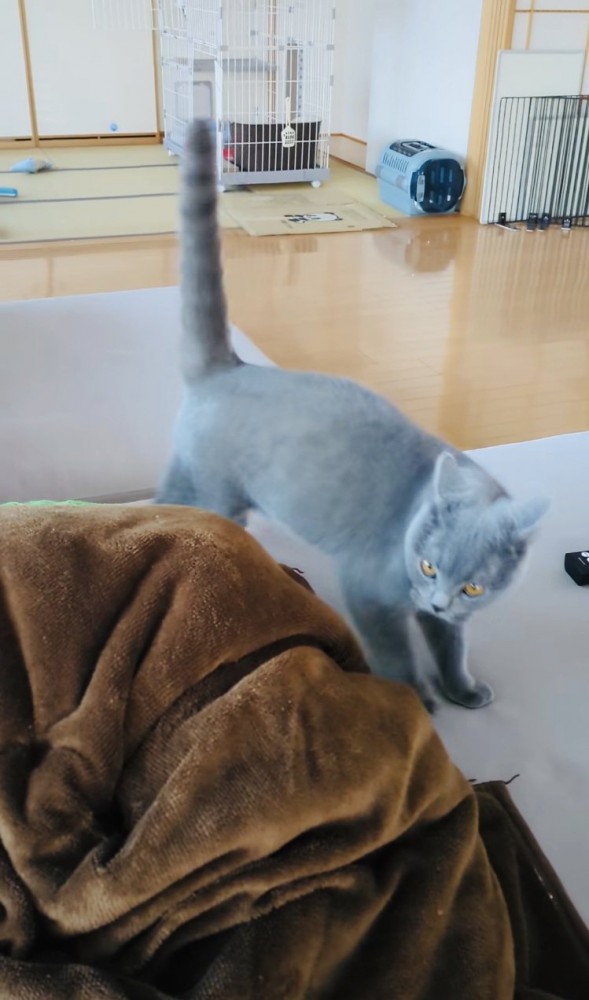 ソファでステップを踏むブリティッシュショートヘア