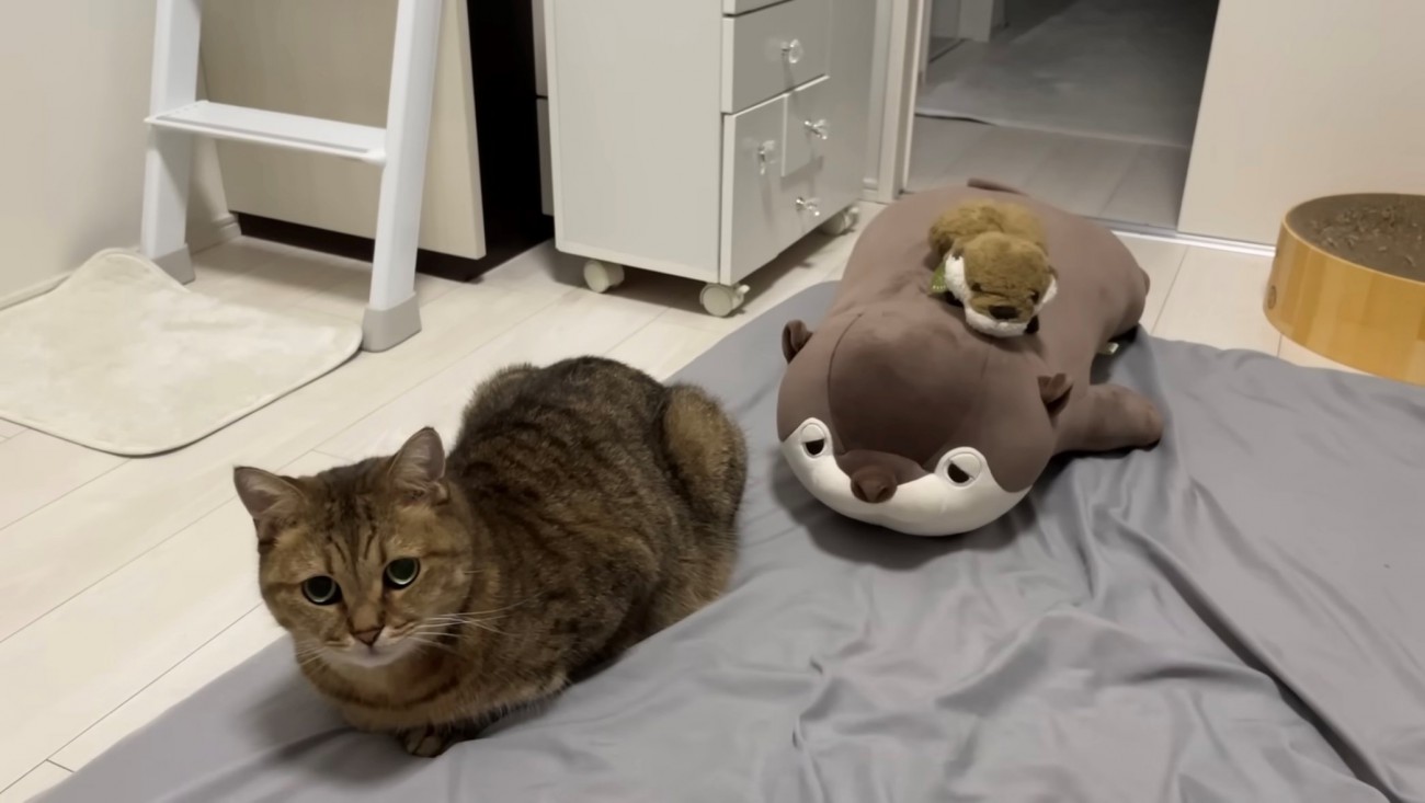 香箱座りする猫とぬいぐるみ2体