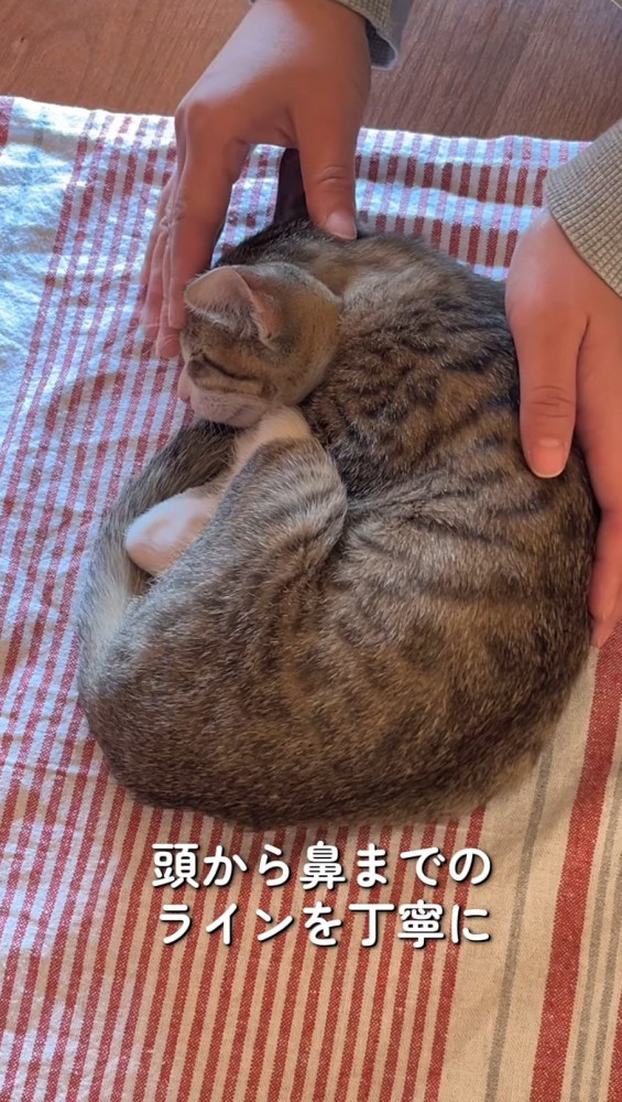 飼い主に触られても眠り続ける猫