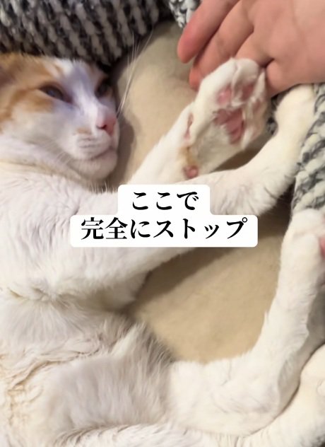 ベッドの中で寝ている猫と手のひらをさしだす飼い主