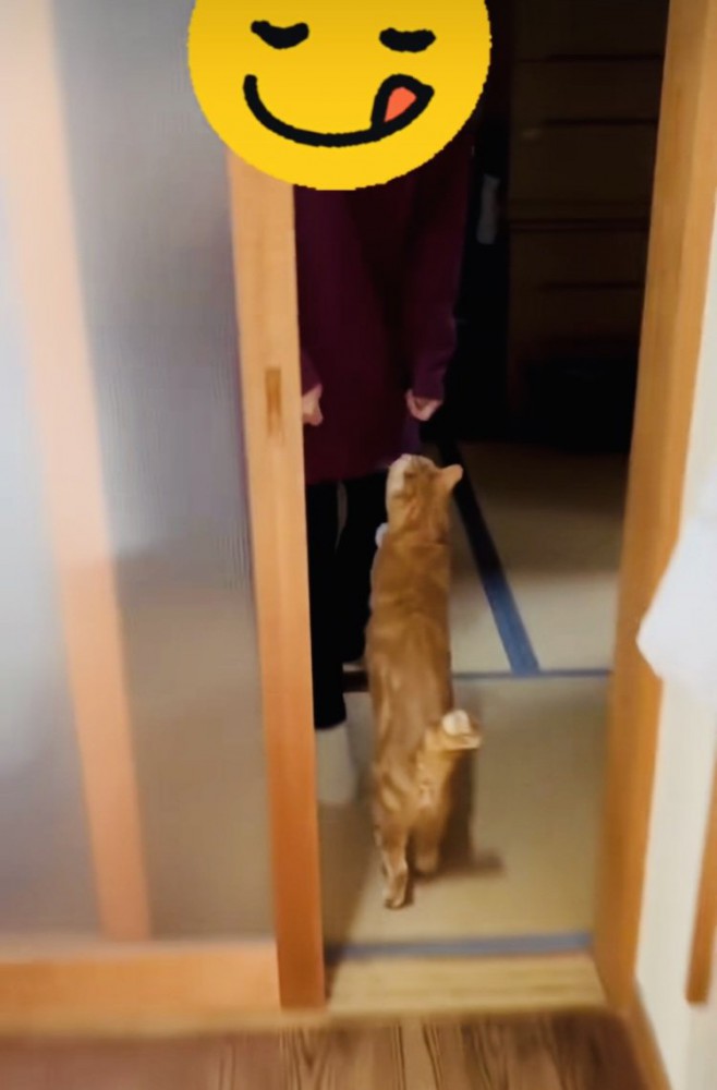 お母さんに挨拶する茶トラ猫
