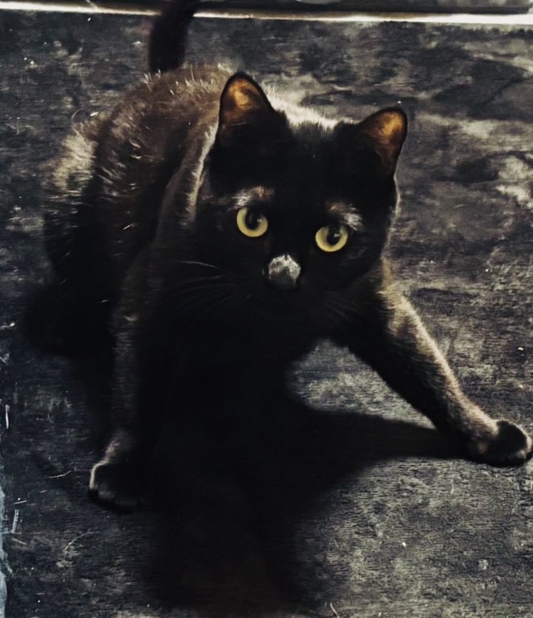 前足を踏ん張って立つ黒猫